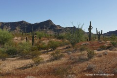 Organ Pipe Cactus N.M.