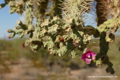Organ Pipe Cactus N.M.