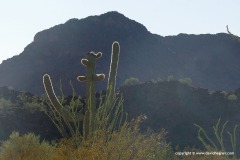 Organ Pipe Cactus N.M.