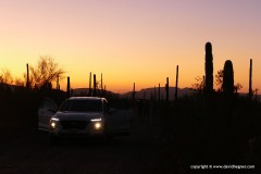 Organ Pipe Cactus N.M.