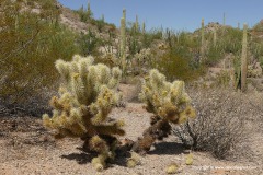 Organ Pipe Cactus N.M.