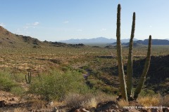 Organ Pipe Cactus N.M.