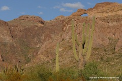 Organ Pipe Cactus N.M.