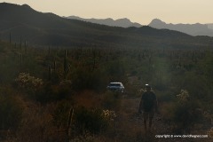 Organ Pipe Cactus N.M.