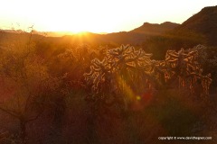Organ Pipe Cactus N.M.