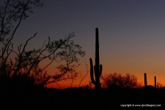 Organ Pipe Cactus N.M.