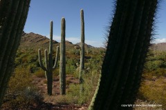 Organ Pipe Cactus N.M.