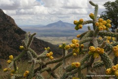 Huachuca Mts.