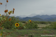 Chiricahua Mts.