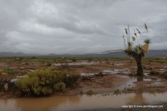 Chihuahua desert