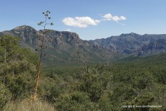 Chiricahua Mts.