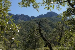 Santa Rita Mts.