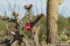Saguaro N.P.