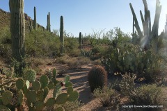 Saguaro N.P.