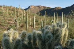 Saguaro N.P.