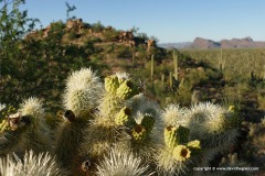 Saguaro N.P.