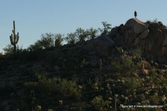 Saguaro N.P.