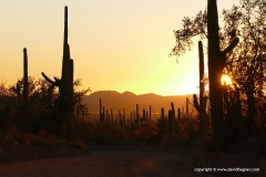 Saguaro N.P.