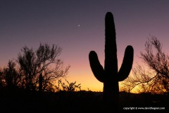Saguaro N.P.