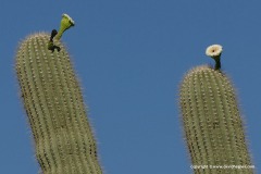 Saguaro N.P.
