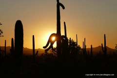 Saguaro N.P.