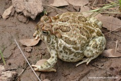 Anaxyrus cognatus
