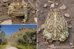 Anaxyrus cognatus