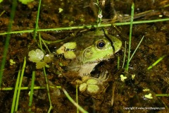 Lithobates catesbeianus