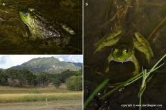 Lithobates catesbeianus