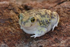 Scaphiopus couchii