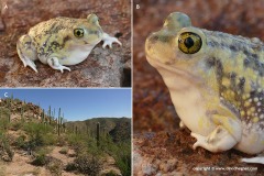 Scaphiopus couchii