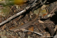 Aspidoscelis sonorae