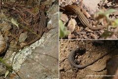 Aspidoscelis sonorae
