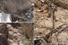 Aspidoscelis tigris