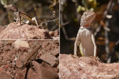 Callisaurus draconoides