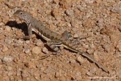 Callisaurus draconoides
