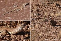 Callisaurus draconoides