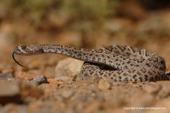 Crotalus atrox