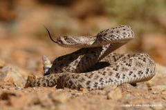 Crotalus atrox