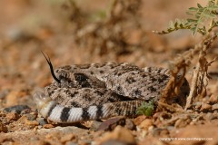 Crotalus atrox