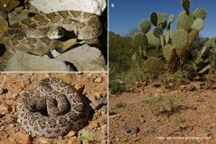 Crotalus atrox