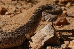 Crotalus atrox