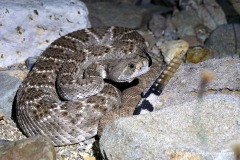 Crotalus atrox