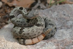 Crotalus lepidus klauberi
