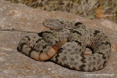 Crotalus lepidus klauberi