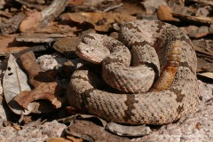 Crotalus lepidus klauberi