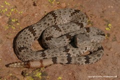 Crotalus lepidus klauberi