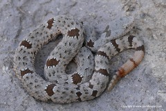 Crotalus lepidus klauberi