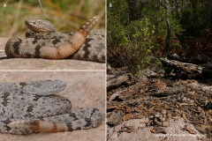 Crotalus lepidus klauberi