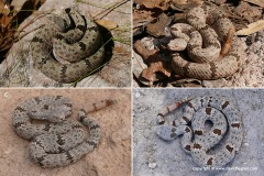 Crotalus lepidus klauberi